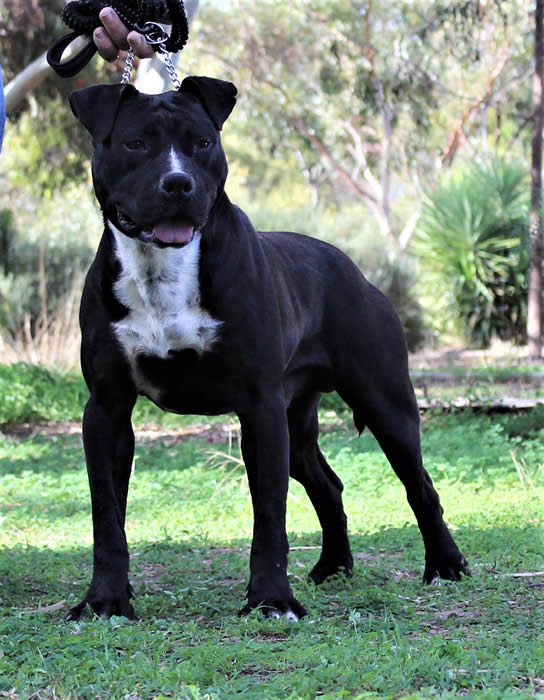 DDDawgs Tractor JNR (AI)